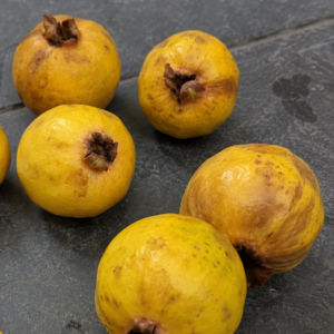 Eugenia itacarensis - Sweet Yellow (July Batch)