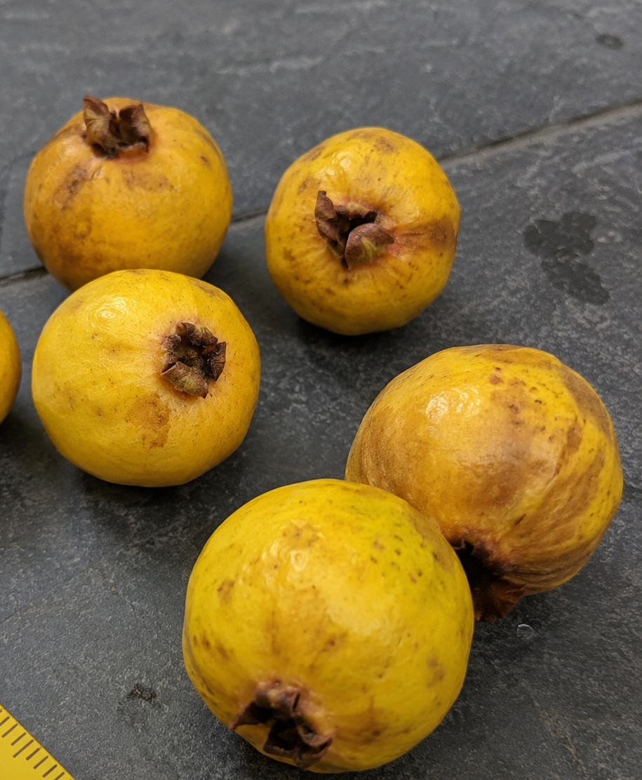 Eugenia itacarensis - Sweet Yellow (July Batch)