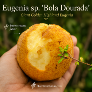 Sprouted! Eugenia “Bola dourada” - Giant Golden Highland Eugenia - Very Sweet Creamy Flavor (July Batch ON STOCK)
