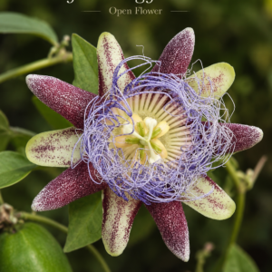 Passiflora longifilamentosa - Rare Brazilian Passionflower from Pará (July Batch) 10 seeds pack