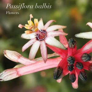 Passiflora balbis Seeds — Ultra-Rare Astrophea Passionflower from Roraima, Sweet Edible Fruit (July Batch) 10 seeds pack