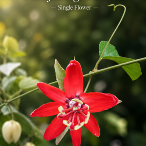 Passiflora glandulosa var. - Rare Maranhão Passionflower, Mildly Acidic Fruit for Juices (July Batch) 8 seeds pack
