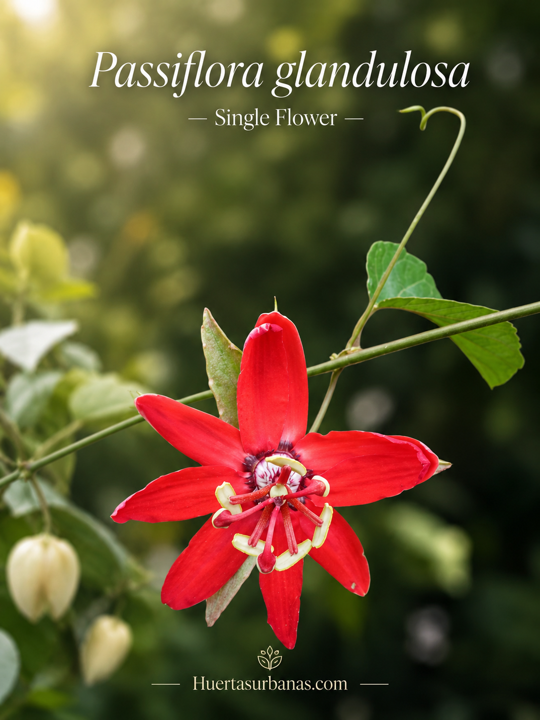 Passiflora glandulosa var. - Rare Maranhão Passionflower, Mildly Acidic Fruit for Juices (July Batch) 8 seeds pack
