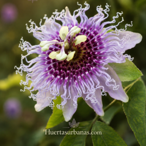 Passiflora pedata ‘Carajás’ Seeds — Rare Amazonian Passionflower, Acid Fruit for Juices (July Batch)Pack: 10 seeds
