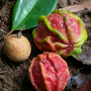 Eugenia sp. “Carambola do Itacaré” / Ultra-Rare (July Batch)
