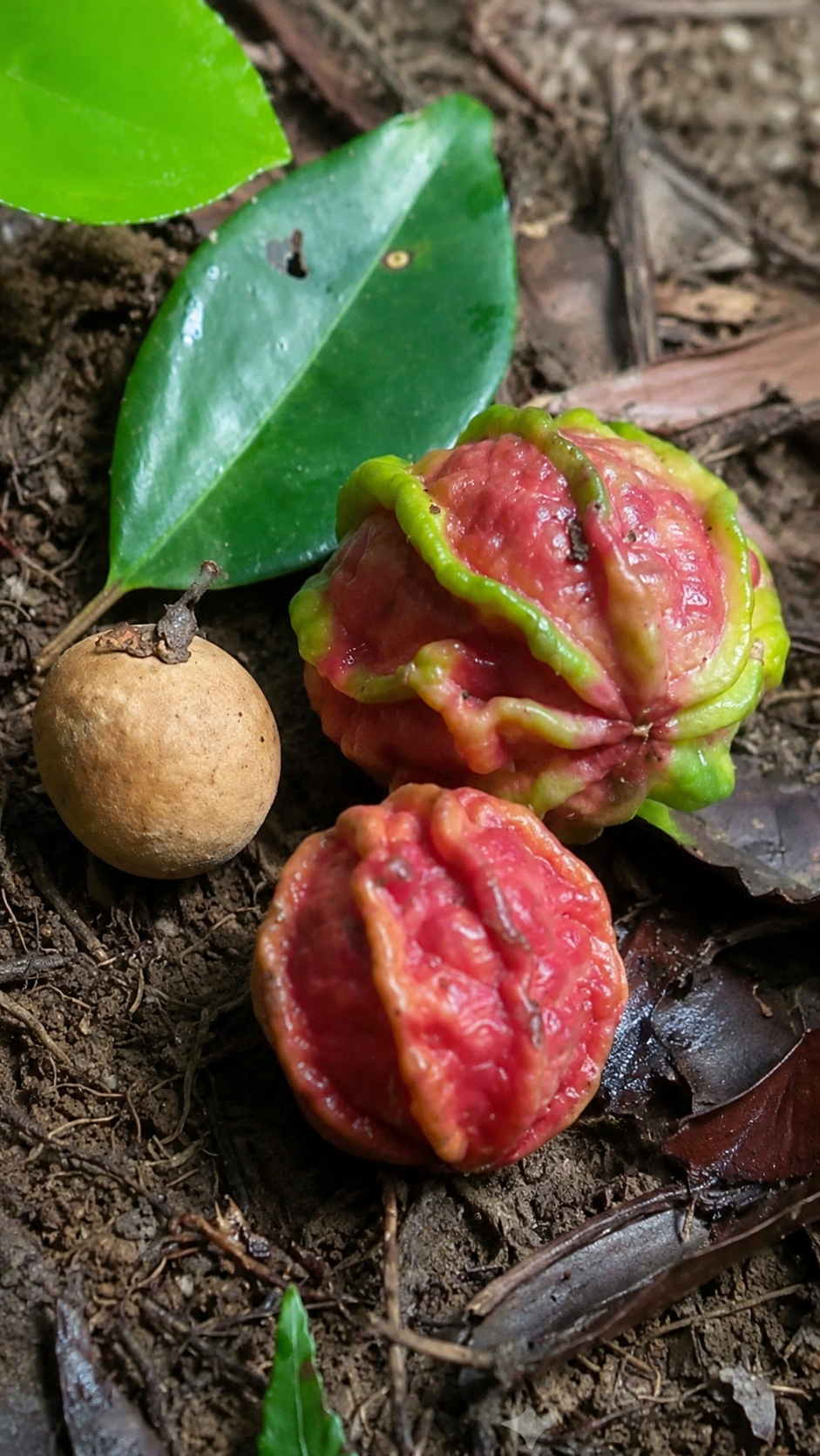 Eugenia sp. “Carambola do Itacaré” / Ultra-Rare (July Batch)