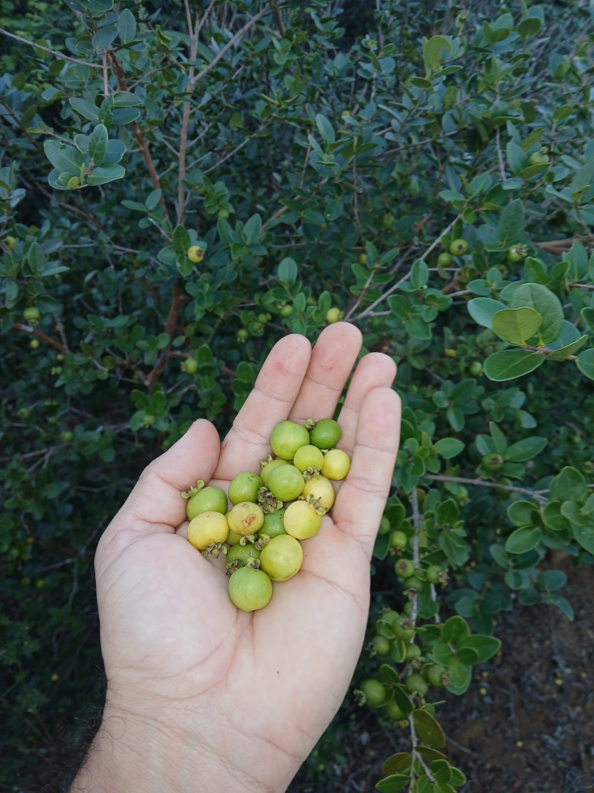 Psidium aff. schenckianum #5 | Ultra-rare Cerrado species! (May Pre-sale)