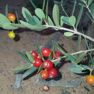 Eugenia punicifolia – Murtinha – Rare (May/Jun PRE-SALE)