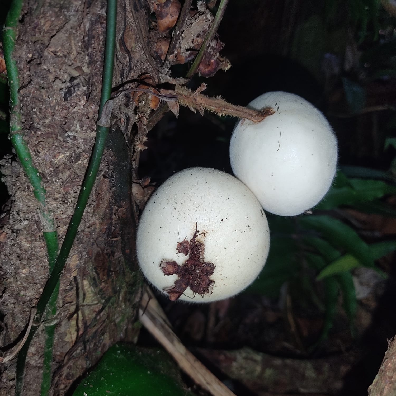 Ultra-Rare White Plinia — “Sweet Green Apple” (Plinia rara) (July Pre-sale)