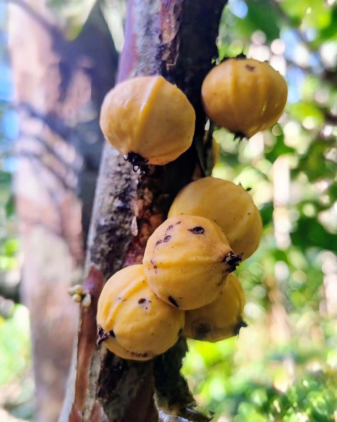 Ultra-Rare Yellow Plinia humaitana — Sweet Edible-Skin Jaboticaba Relative (July Pre-sale)
