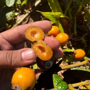 Myrcia grazielae - Ultra-Rare Spectacular Bullate Leaves (July Batch)