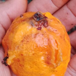 Eugenia sp. “Laranja Camamu” — Ultra-Rare Giant Orange Eugenia from Bahia (July Batch)