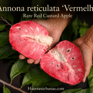 Annona reticulata “Vermelha” - Rare Red-Type Tropical Annona Seeds (July Batch)