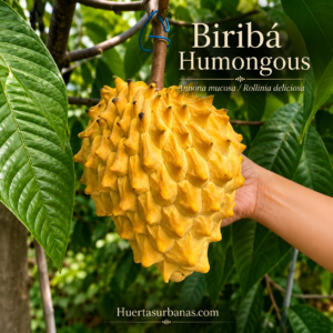 Biribá “Humongous” Seeds — Giant-Fruited Brazilian Rollinia (July Batch)