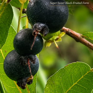 Campomanesia sp. “Black Guabiroba” / Super Sweet (July Batch)