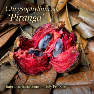 Chrysophyllum sp. “Piranga” - Ultra-Rare Sweet Red-Pulp Sapotaceae (July Batch)