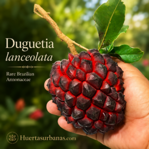 Duguetia lanceolata - Pindaíba - Rare Brazilian Annonaceae Seeds - (July Batch, on stock)