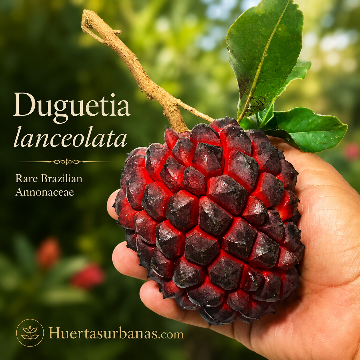 Duguetia lanceolata - Pindaíba - Rare Brazilian Annonaceae Seeds - (July Batch, on stock)