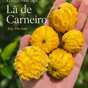Eugenia sp. “Lã de Carneiro” - Ultra-Rare (July Batch)