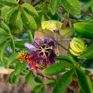 Passiflora cf. cincinnata - Maracujá-do-Mato (July Batch), 10 seeds pack