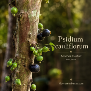 Psidium cf. cauliflorum Landrum & Sobral - Trunk-Fruiting Guava Relative (July Batch)