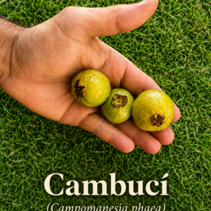 Cambucí “#2 Juicy Medium-Fruit Lot” (C. phaea) Flying Saucer Fruit (July Batch)
