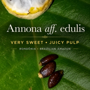 Annona aff. edulis – Sweet Amazonian Annona (August Pre-Sale)