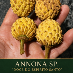 Annona sp. “Doce do Espírito Santo” – Sweet Golden-Yellow Native Annona (August Pre-Sale)