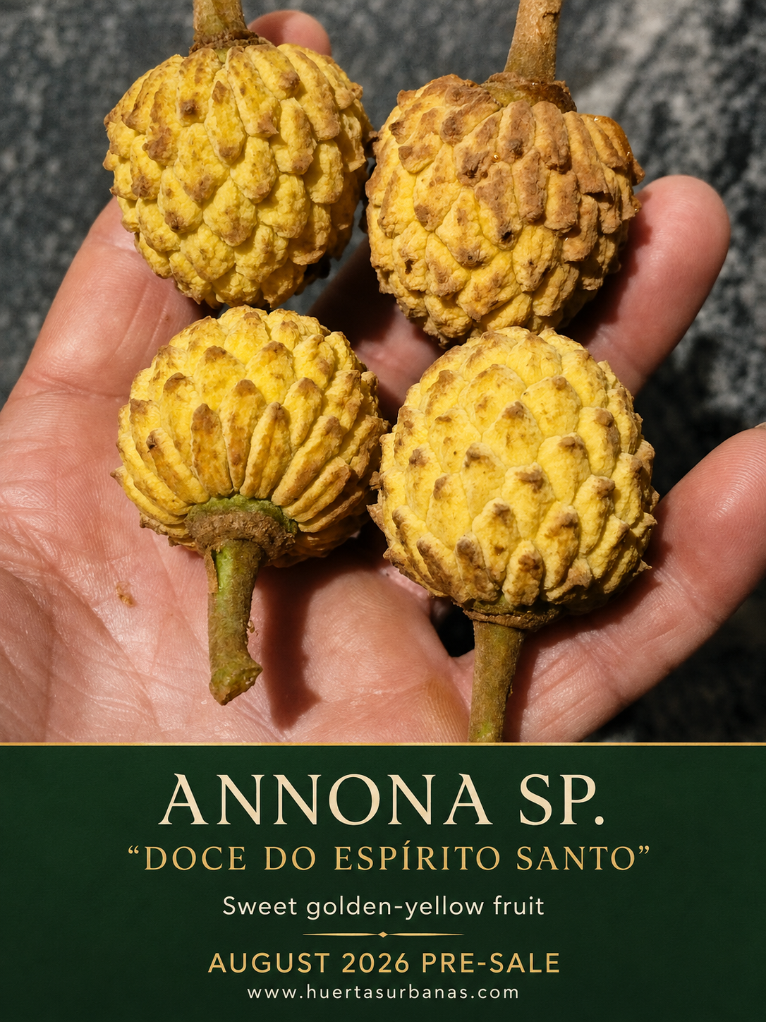 Annona sp. “Doce do Espírito Santo” – Annona cf. dolabripetala (August Pre-Sale)