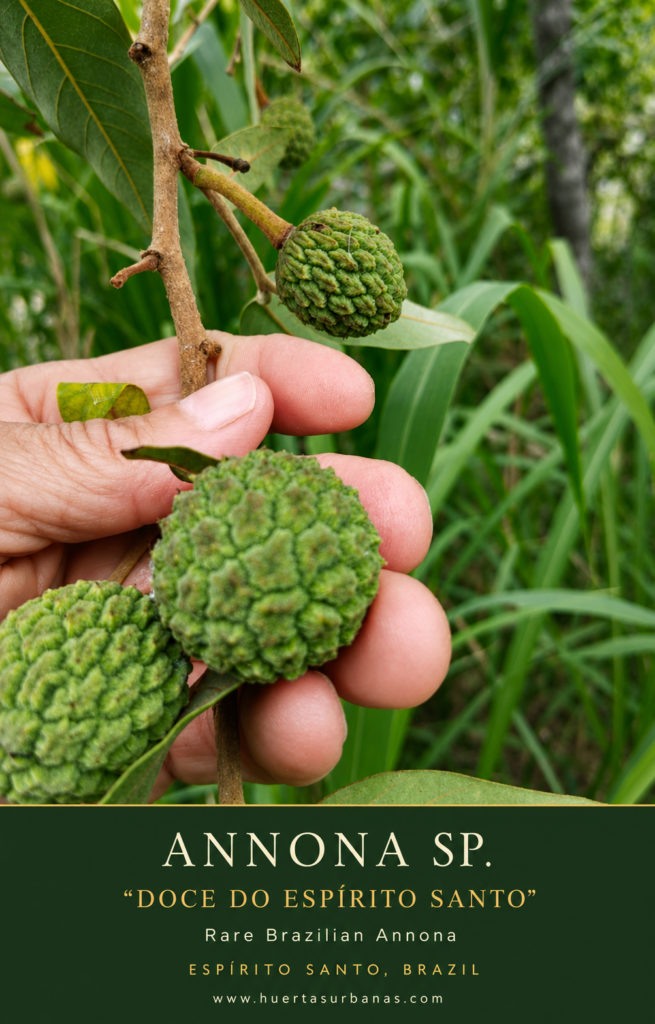 Annona cf. dolabripetala Doce do Espírito Santo fruit