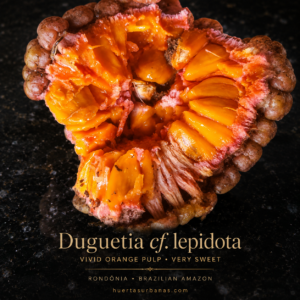 Duguetia cf. lepidota – Pink Fruit, Orange Pulp (August Pre-Sale)