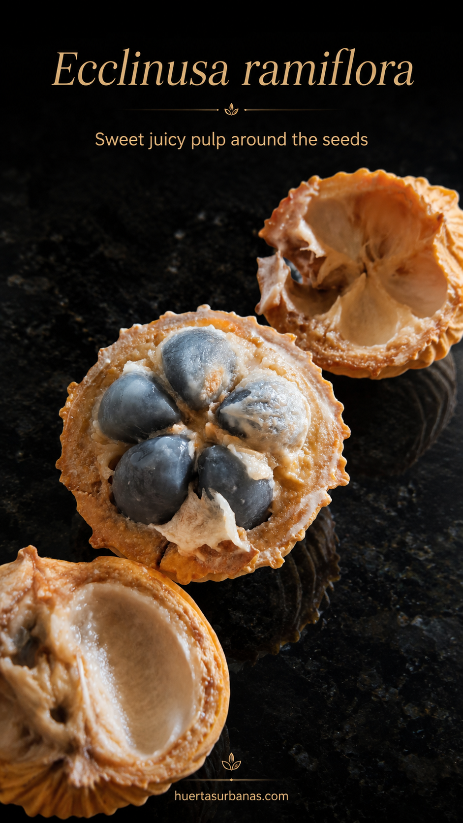 SPROUTED Ecclinusa ramiflora – Very Sweet Ribbed Fruit (August Pre-Sale)