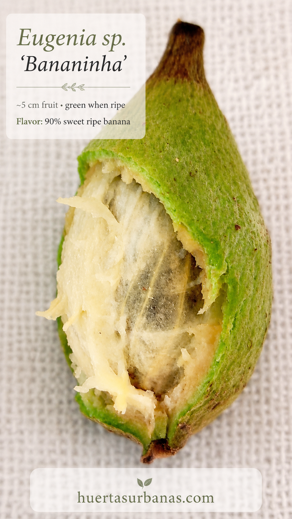Sprouting Eugenia sp. “Bananinha” – Sweet Banana Flavor!!! (August Pre-Sale)