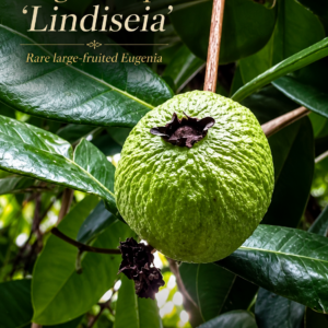 Eugenia sp. “Lindiseia” – Giant 6+ cm Sweet Thick-Pulp Fruit (August Pre-Sale)