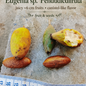 Eugenia sp. “Pendudicdifruta” – Juicy Canistel Flavor (August Pre-Sale)