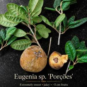 Eugenia sp. “Porções” – Extremely Sweet 5 cm Fruit (August Pre-Sale)