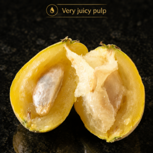 Eugenia sp. “Mato Grosso” – Extremely Sweet Juicy Fruit with Edible Skin (August Pre-Sale) (VIDEO)