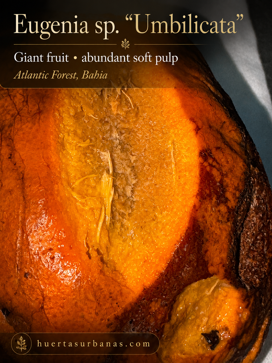Eugenia sp. “Umbilicata” - Giant 11+ cm Sweet Guava Preserve Fruit – Ultra-Rare (August pre-sale)