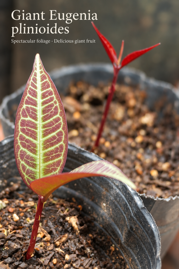 Spectacular burgundy and purple young foliage of Giant Eugenia Plinioides