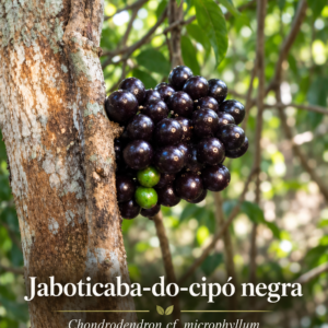 Jaboticaba-do-Cipó - Ultra Rare Seeds (August Pre-sale)