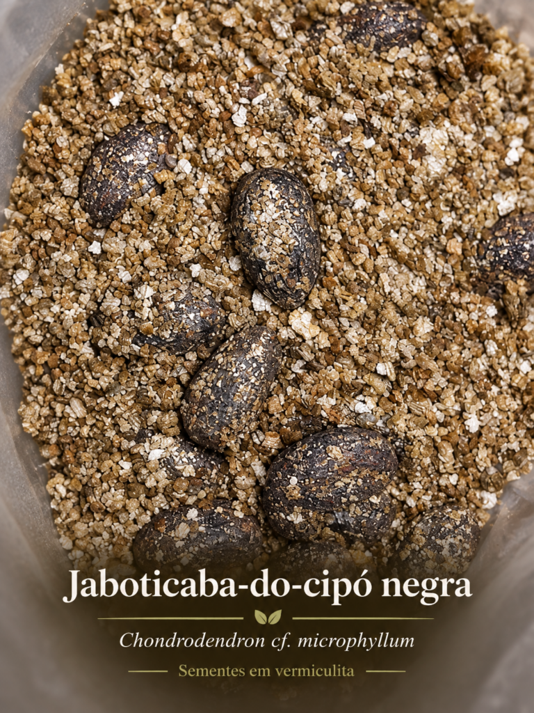 Jaboticaba-do-cipó Negra - Chondrodendron cf. microphyllum