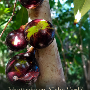 Jaboticaba sp. “Cabo Verde” – Sweet Thin Edible Skin & Pink-Tinted Pulp (August Pre-Sale)