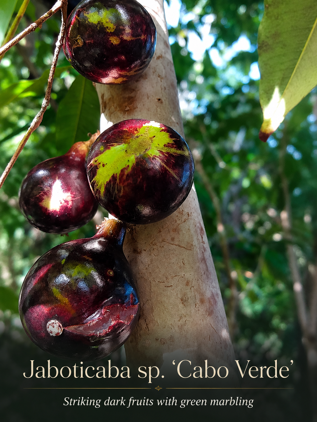 Jaboticaba sp. “Cabo Verde” – Sweet Thin Edible Skin & Pink-Tinted Pulp (August Pre-Sale)