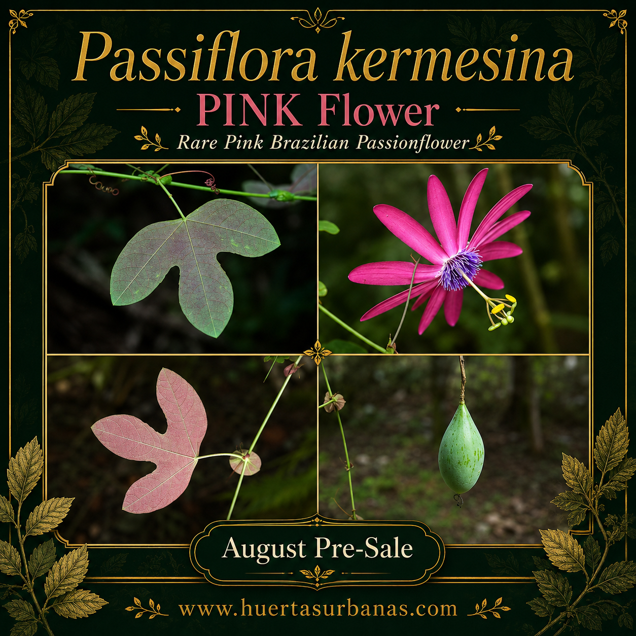 Passiflora kermesina “PINK Flower” — Rare Pink Brazilian Passionflower, Premium Collector Form (August Pre-Sale) 10 Seeds Pack