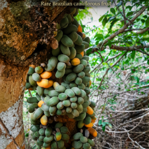 Marmixa: (Pradosia lactescens) - Ultra Rare Brazilian Cauliflorous (August Pre-sale)