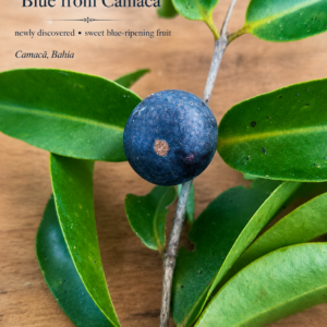 Myrciaria sp. “Blue from Camacã” - Sweet Blue Fruit (August Pre-Sale)