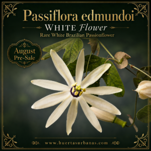 Passiflora edmundoi “WHITE Flower” — Rare White Brazilian Passionflower, Premium Collector Form (August Pre-Sale) 10 Seeds Pack
