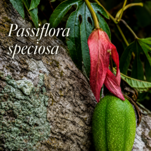 Passiflora speciosa – Giant Scarlet Brazilian Passionflower, Spectacular Rare Species (August Pre-Sale) – 10 Seeds Pack