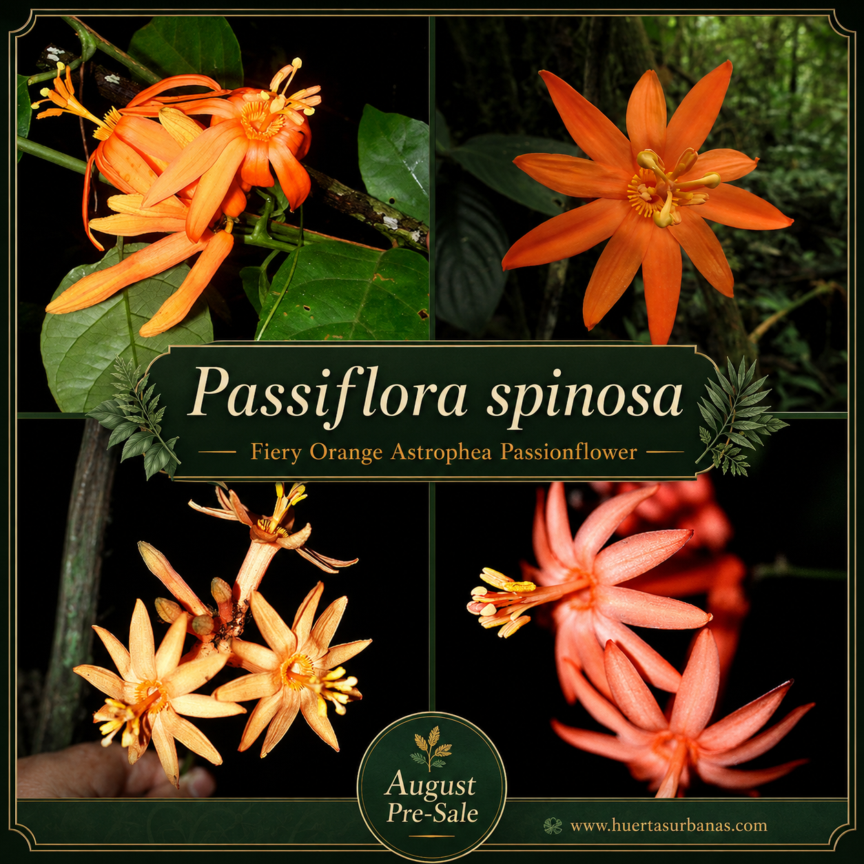 Passiflora spinosa - Fiery Orange Astrophea Passionflower, Ultra-Rare Collector Species (August Pre-Sale) 10 Seeds Pack