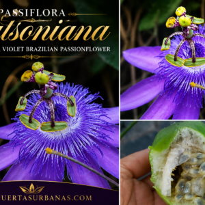 Passiflora watsoniana - Spectacular Violet Brazilian Passionflower, Rare Collector Species (August Pre-Sale) – 10 Fresh Seeds Pack